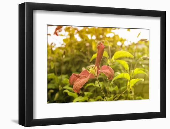 Pink Clematis in Summer-Savanah Stewart-Framed Photographic Print