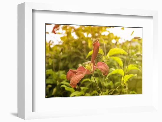 Pink Clematis in Summer-Savanah Stewart-Framed Photographic Print