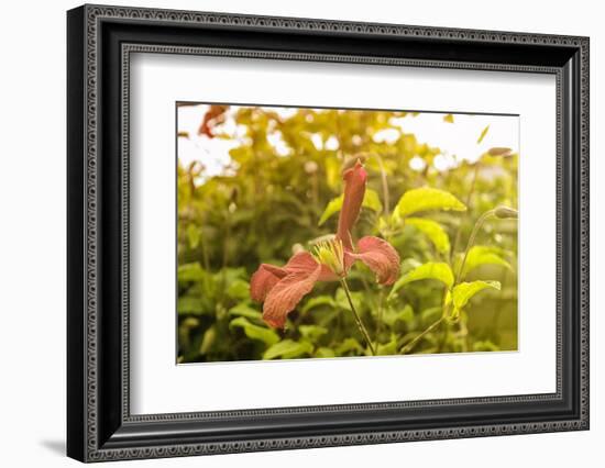 Pink Clematis in Summer-Savanah Stewart-Framed Photographic Print