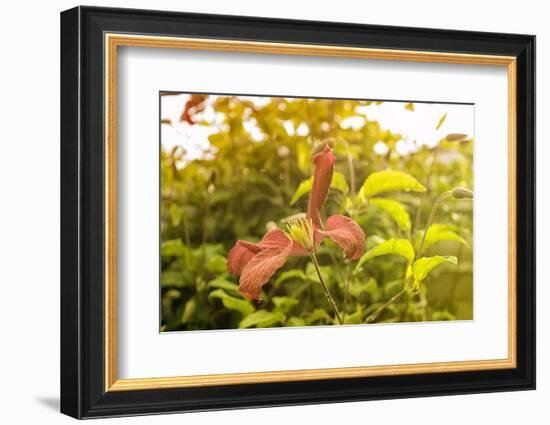 Pink Clematis in Summer-Savanah Stewart-Framed Photographic Print