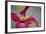 Pink Clematis-Savanah Stewart-Framed Photographic Print