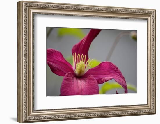 Pink Clematis-Savanah Stewart-Framed Photographic Print