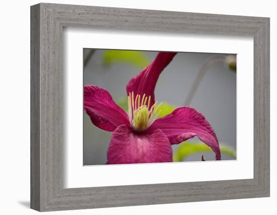 Pink Clematis-Savanah Stewart-Framed Photographic Print