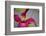 Pink Clematis-Savanah Stewart-Framed Photographic Print