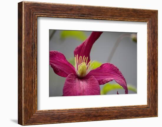 Pink Clematis-Savanah Stewart-Framed Photographic Print