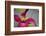 Pink Clematis-Savanah Stewart-Framed Photographic Print