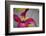 Pink Clematis-Savanah Stewart-Framed Photographic Print