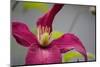 Pink Clematis-Savanah Stewart-Mounted Photographic Print