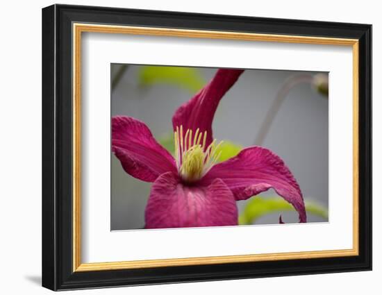 Pink Clematis-Savanah Stewart-Framed Photographic Print