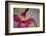 Pink Clematis-Savanah Stewart-Framed Photographic Print