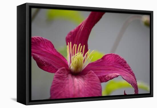 Pink Clematis-Savanah Stewart-Framed Premier Image Canvas