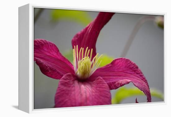 Pink Clematis-Savanah Stewart-Framed Premier Image Canvas