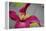 Pink Clematis-Savanah Stewart-Framed Premier Image Canvas