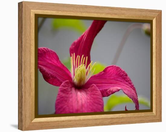 Pink Clematis-Savanah Plank-Framed Stretched Canvas