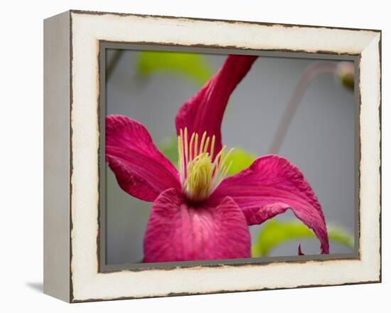 Pink Clematis-Savanah Plank-Framed Stretched Canvas