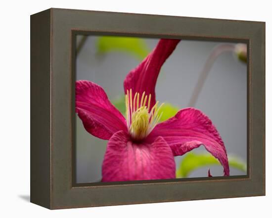 Pink Clematis-Savanah Plank-Framed Stretched Canvas