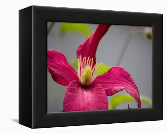 Pink Clematis-Savanah Plank-Framed Stretched Canvas