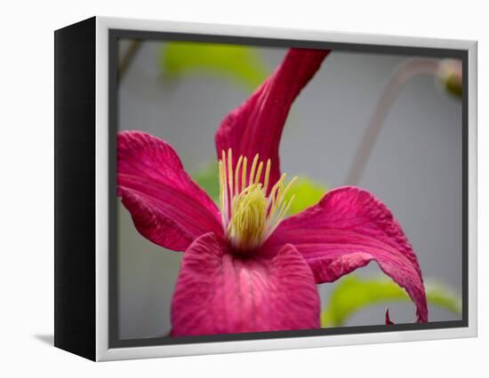 Pink Clematis-Savanah Plank-Framed Stretched Canvas