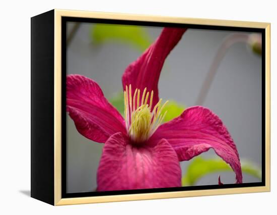 Pink Clematis-Savanah Plank-Framed Stretched Canvas