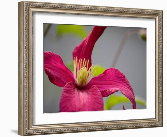 Pink Clematis-Savanah Plank-Framed Photo