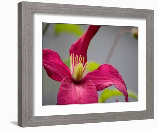 Pink Clematis-Savanah Plank-Framed Photo