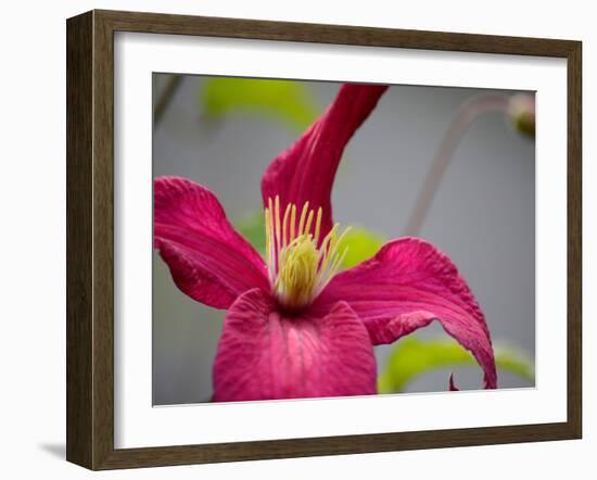 Pink Clematis-Savanah Plank-Framed Photo