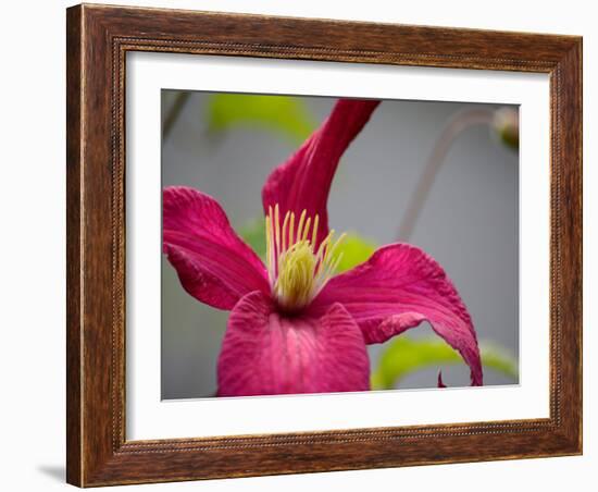 Pink Clematis-Savanah Plank-Framed Photo