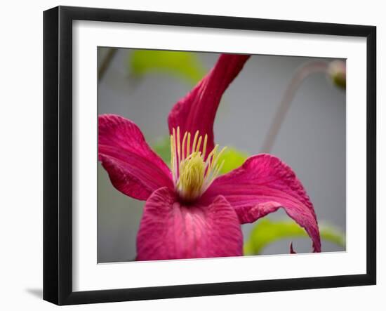 Pink Clematis-Savanah Plank-Framed Photo