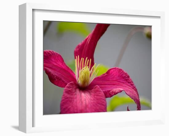 Pink Clematis-Savanah Plank-Framed Photo