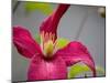 Pink Clematis-Savanah Plank-Mounted Photo