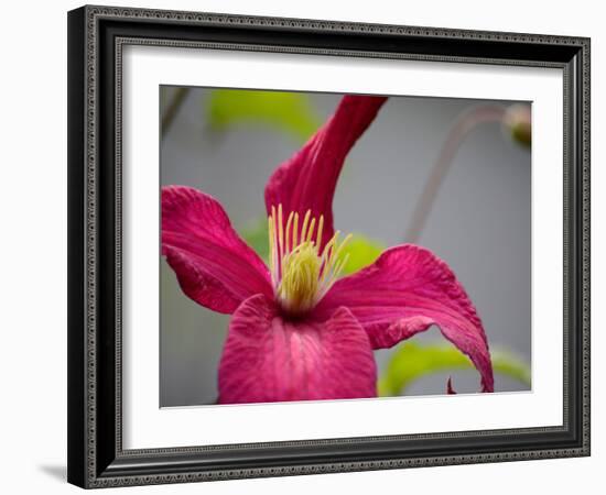 Pink Clematis-Savanah Plank-Framed Photo