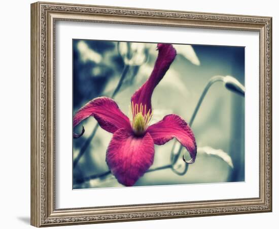 Pink Clematis-Savanah Plank-Framed Photo