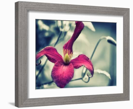 Pink Clematis-Savanah Plank-Framed Photo