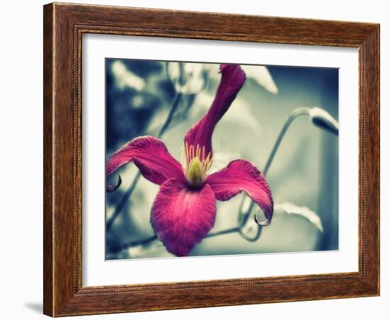 Pink Clematis-Savanah Plank-Framed Photo