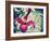 Pink Clematis-Savanah Plank-Framed Photo