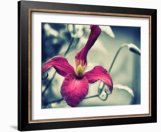 Pink Clematis-Savanah Plank-Framed Photo