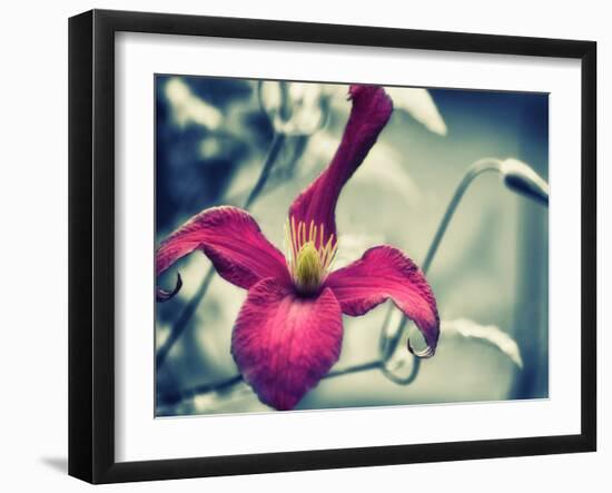 Pink Clematis-Savanah Plank-Framed Photo