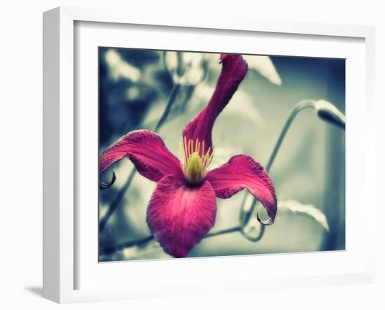 Pink Clematis-Savanah Plank-Framed Photo