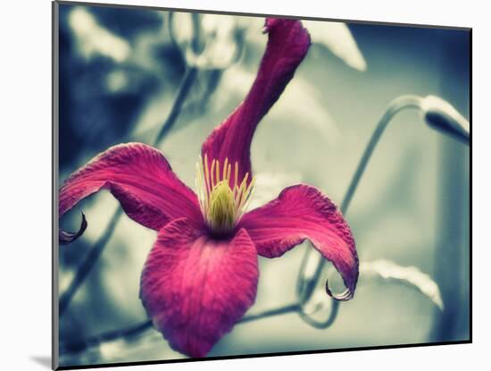 Pink Clematis-Savanah Plank-Mounted Photo