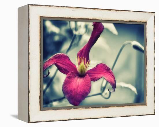 Pink Clematis-Savanah Plank-Framed Stretched Canvas