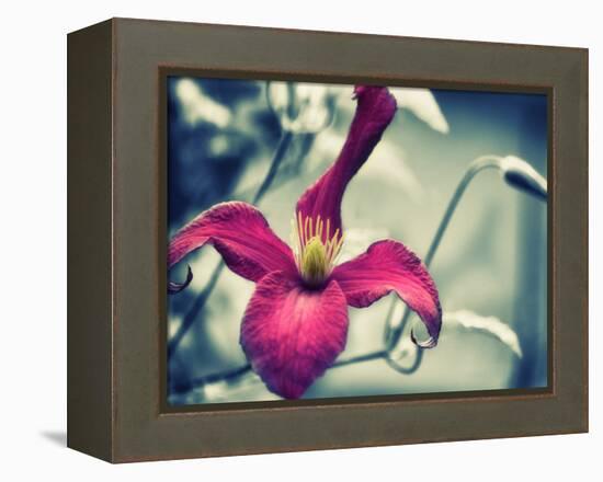 Pink Clematis-Savanah Plank-Framed Stretched Canvas