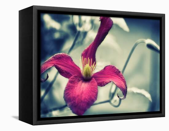 Pink Clematis-Savanah Plank-Framed Stretched Canvas