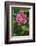 Pink Climbing Rose-Jim Engelbrecht-Framed Photographic Print