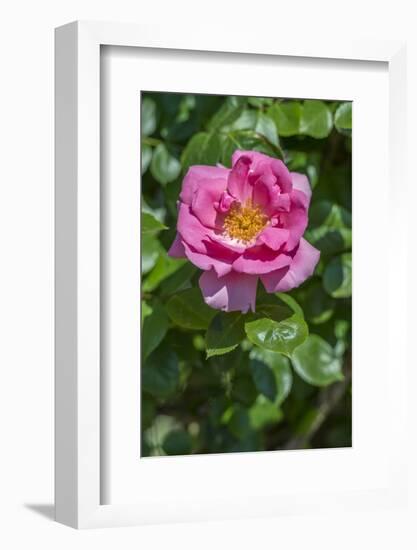 Pink Climbing Rose-Jim Engelbrecht-Framed Photographic Print