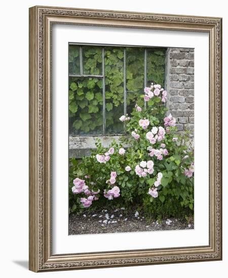 Pink Climbing Roses in Front of Old Greenhouse-Andrea Haase-Framed Photographic Print