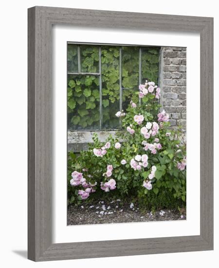 Pink Climbing Roses in Front of Old Greenhouse-Andrea Haase-Framed Photographic Print