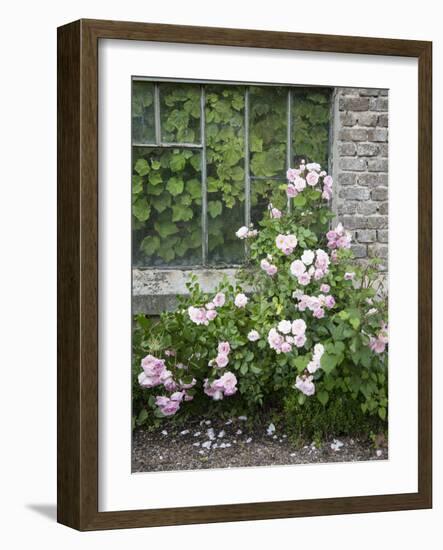 Pink Climbing Roses in Front of Old Greenhouse-Andrea Haase-Framed Photographic Print