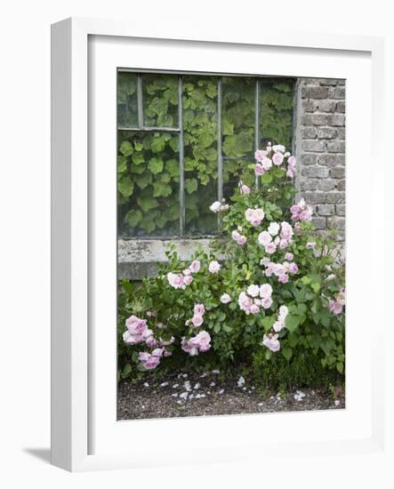 Pink Climbing Roses in Front of Old Greenhouse-Andrea Haase-Framed Photographic Print