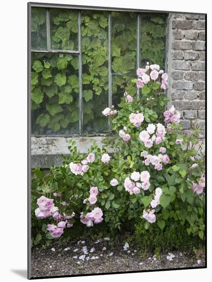 Pink Climbing Roses in Front of Old Greenhouse-Andrea Haase-Mounted Photographic Print