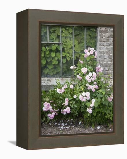 Pink Climbing Roses in Front of Old Greenhouse-Andrea Haase-Framed Premier Image Canvas